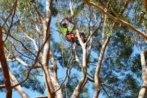 Tree Pruning