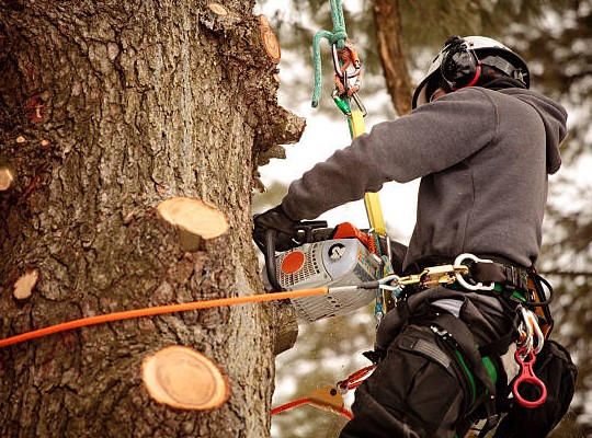 Tree Maintenance